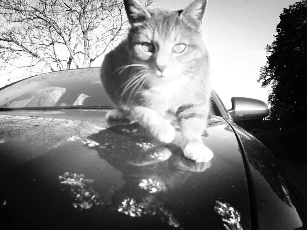 Katze auf Auto IV