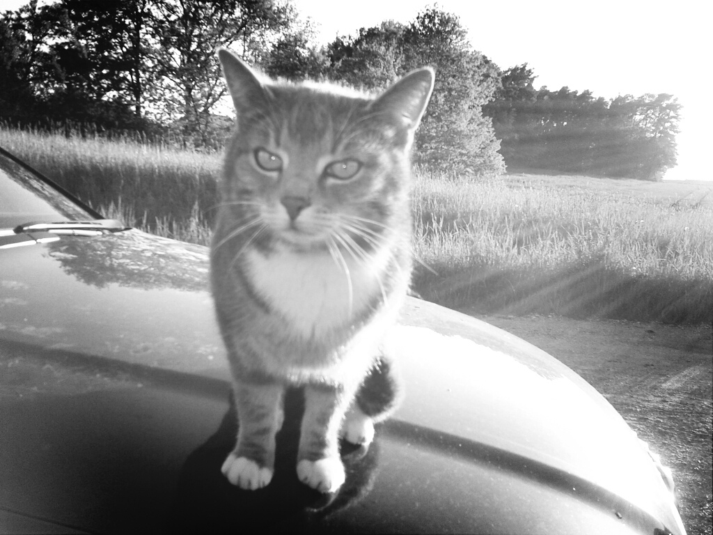 Katze auf Auto III